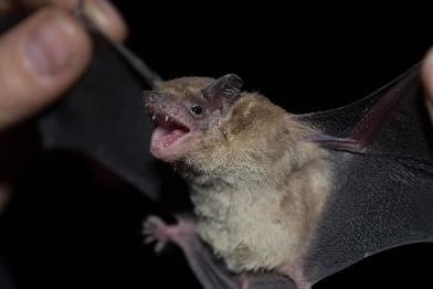 Molossops temminckii palmares