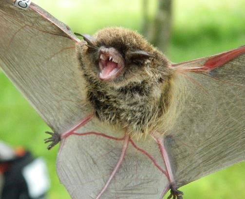 Myotis levis. Foto Mariana Díaz Ruíz