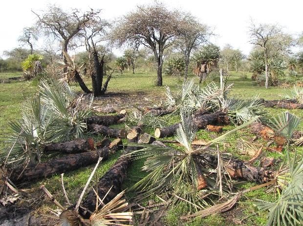 Tala y quema de palmeras Estancia El Molino Soriano