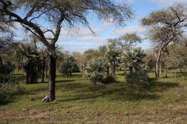 Vista del monte de parque y palmares Estancia El Molino
