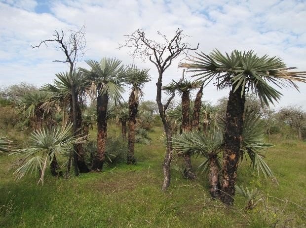 Vista del monte de parque y palmares Estancia El Molino Soriano