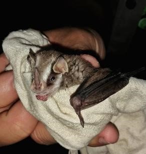 Vampyriscus BARRA HONDA