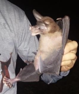 Espectro de vampiros DE BARRA HONDA