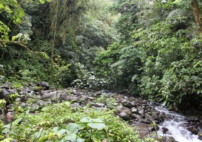 Vista de un sector del río San Lorencito dentro de la Reserva Biológica Alberto Manuel Brenes