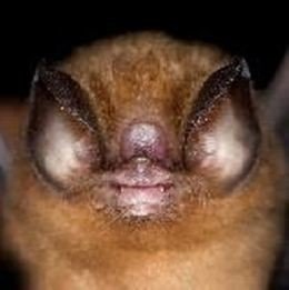 Chilonatalus macer