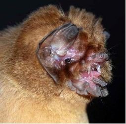 Mormoops blainvillei