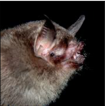 Pteronotus quadridens