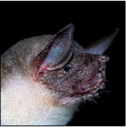 Noctilio leporinus mastivus