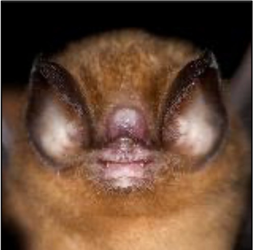 Chilonatalus macer
