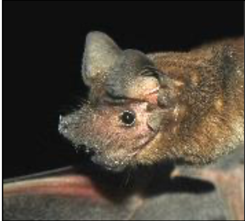 Mormopterus minutus