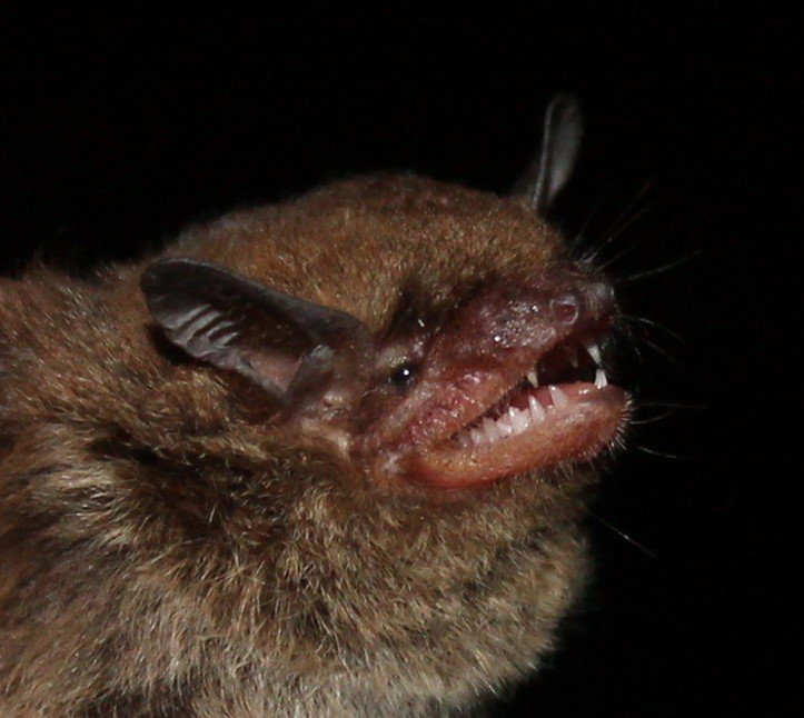 eptesicus innoxius