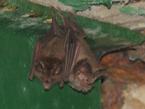 Micronycteris megalotis A EC 014