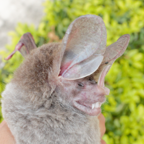 C auritus