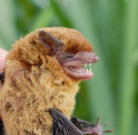 E innoxius