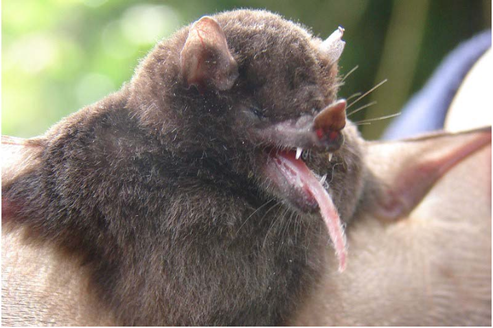 Anoura aequatoris