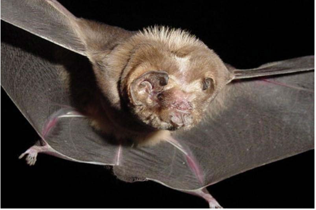 Mormoops megalophylla