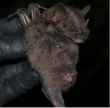 Platyrrhinus dorsalis