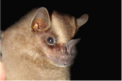 Platyrrhinus ismaeli
