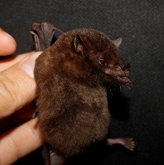 Anoura cultrata