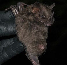 Platyrrhinus chocoensis
