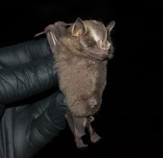 Platyrrhinus helleri