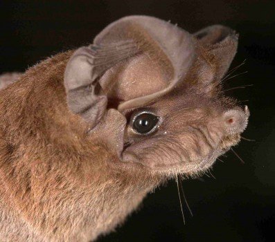 Nyctinomops laticaudatus