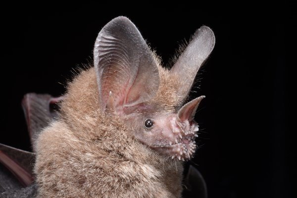 Trachops cirrhosus