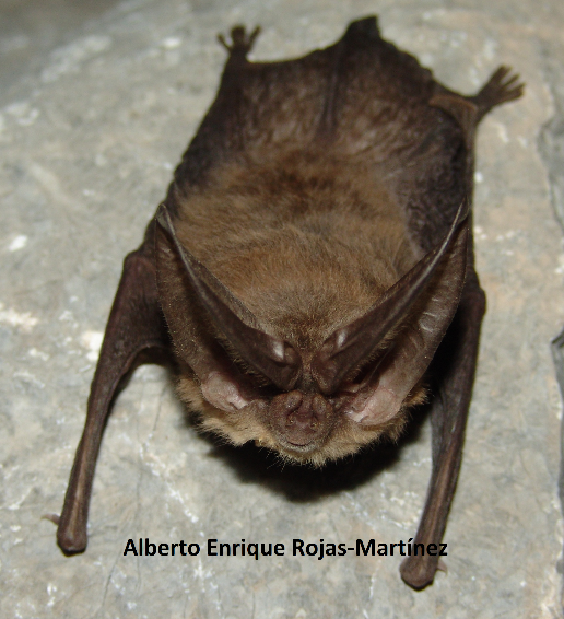 Corynorhinus mexicanus