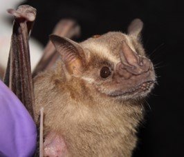 Decaudata JGMartinez