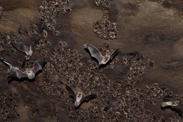 Ldegener MarcoTchapka