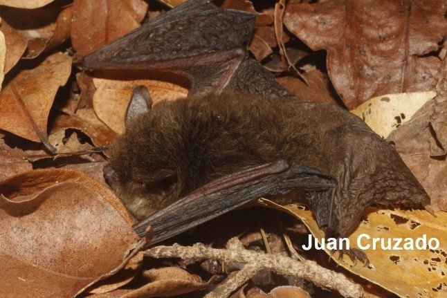 Myotis findleyi