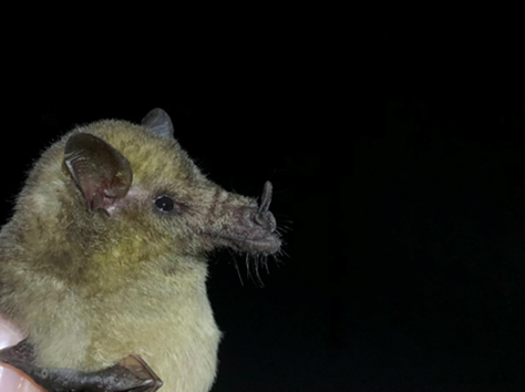 Histiotus cadenai H.Ramírez Chaves A CO 008