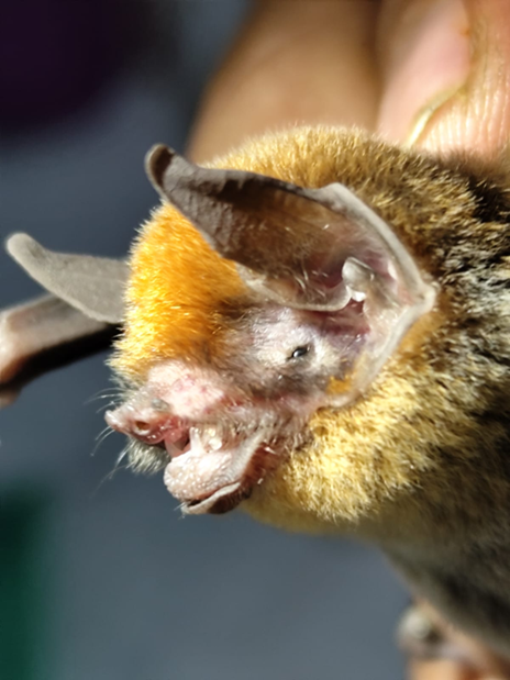 Myotis keaysi H.Ramírez Chaves A CO 008