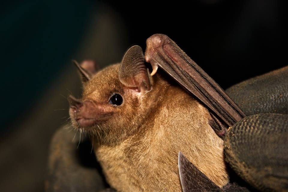 S MX 012 La Mariana Leptonycteris yerbabuenae