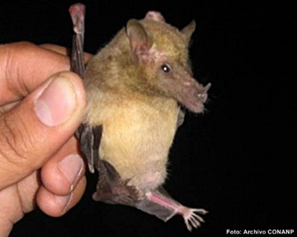 Choeronycteris mexicana
