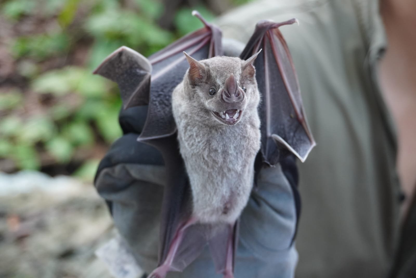 A. jamaicensis S MX 016 SUMUC