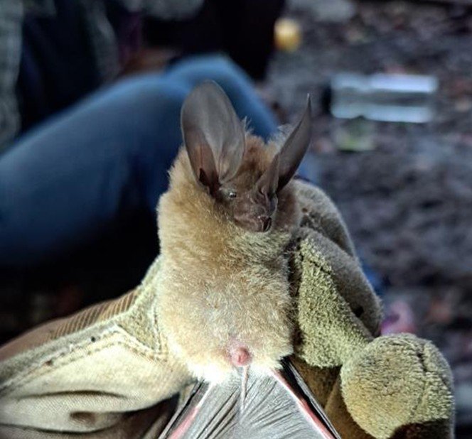 Micronycteris microtis S MX 016 SUMUC