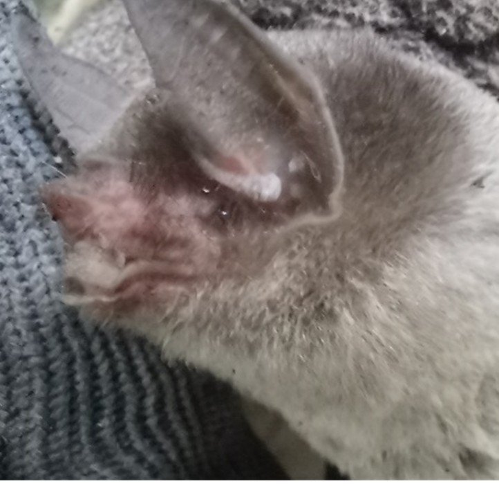 Pteronotus mesoamericanus S MX 016 SUMUC