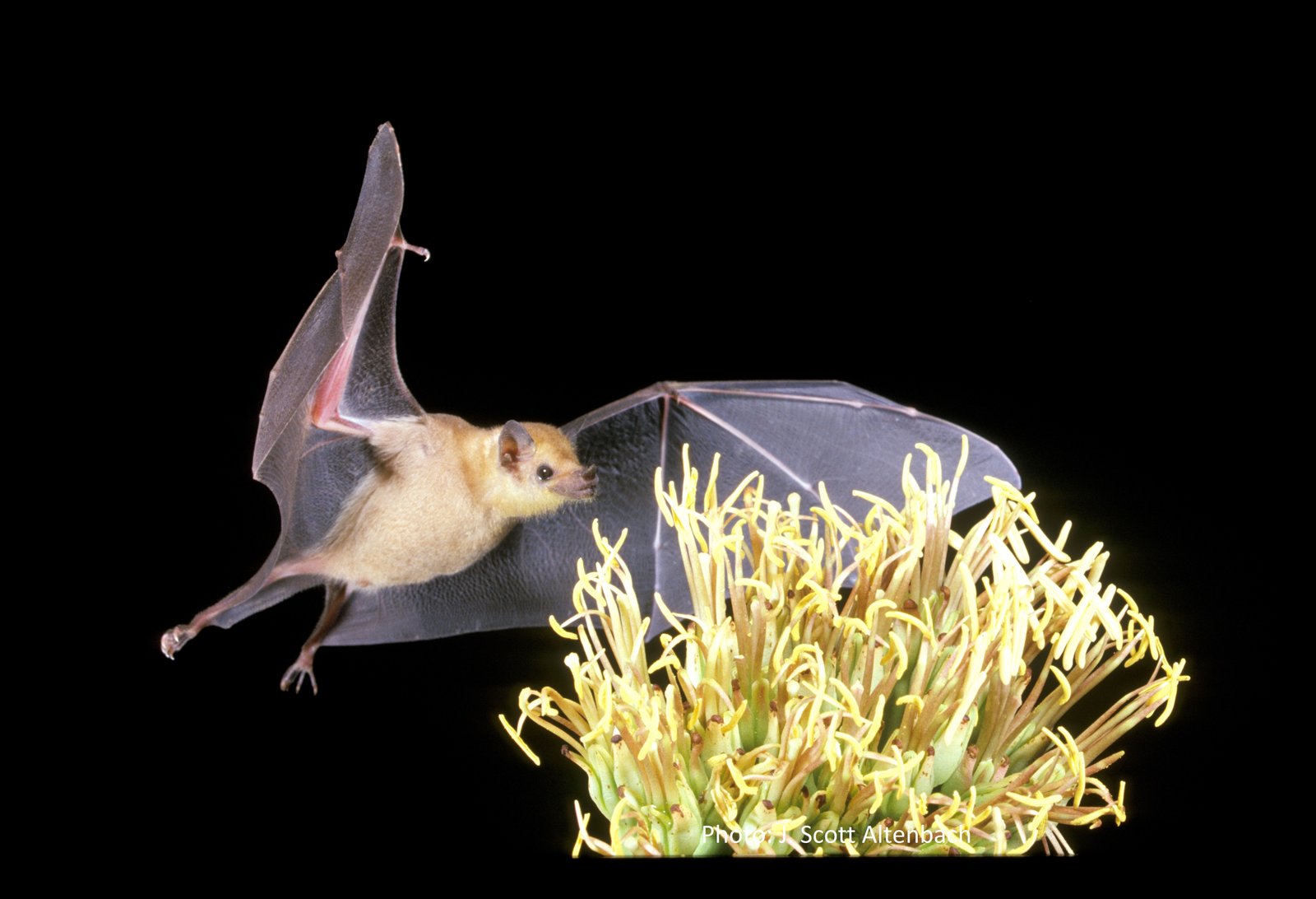 S MX 005 Xoxafi Leptonycteris yerbabuenae J Scott Altenbach