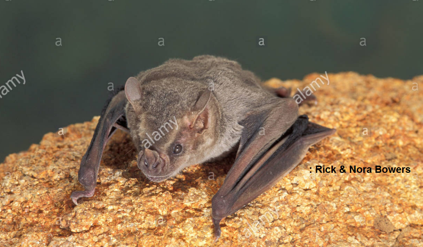 Artibeus hirsutus