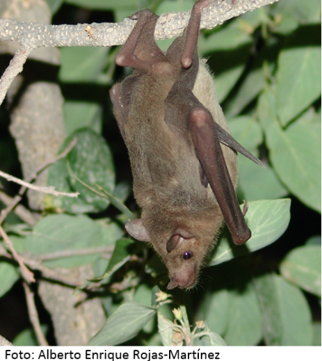 Leptonycteris yerbabuenae