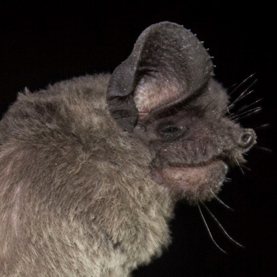 Tadarida brasilensis