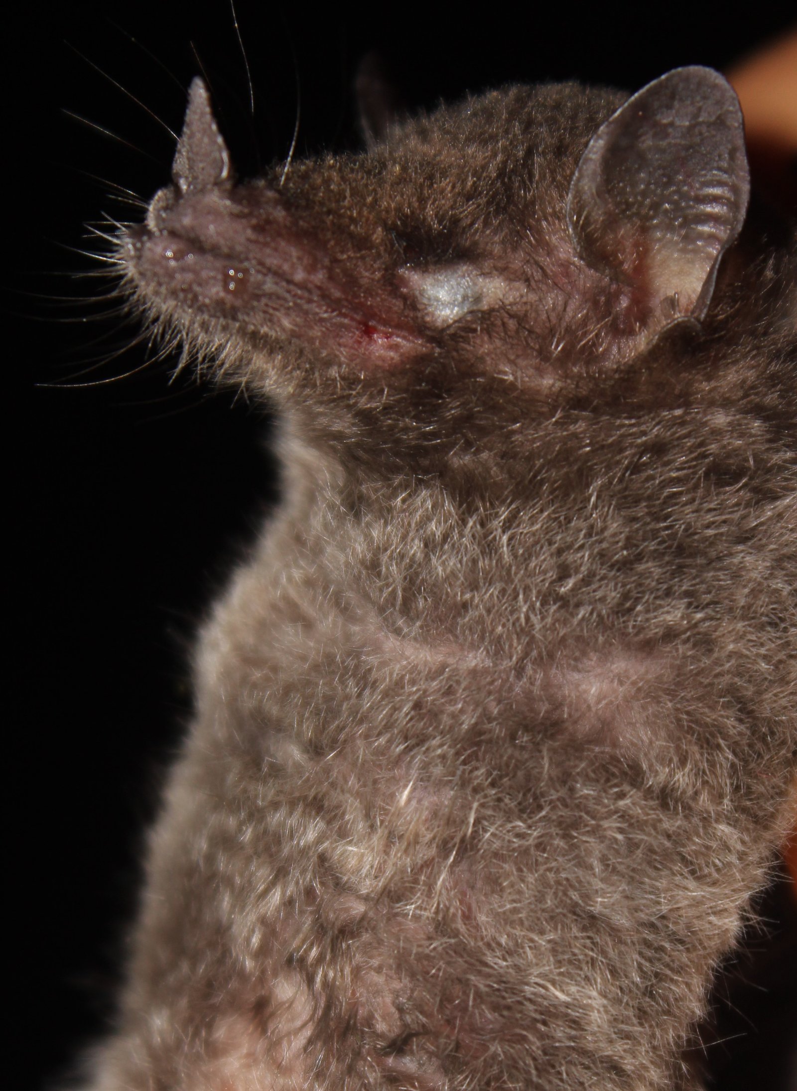A. geoffroyi