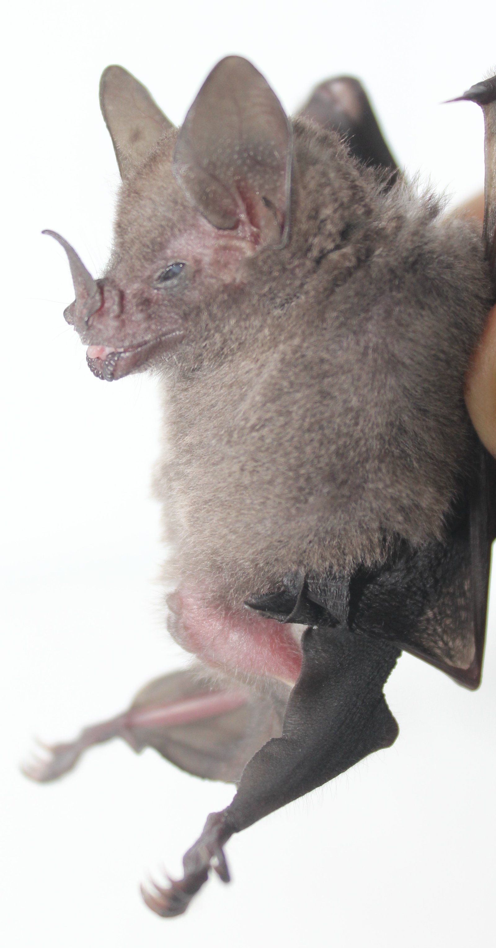 C. sowelli