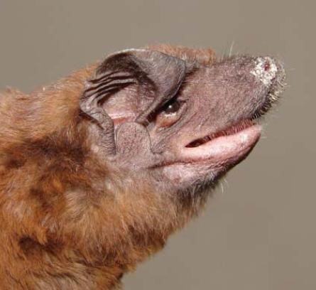 C.abrasus