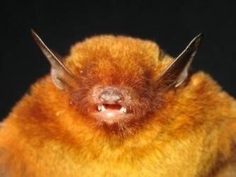 M.ruber