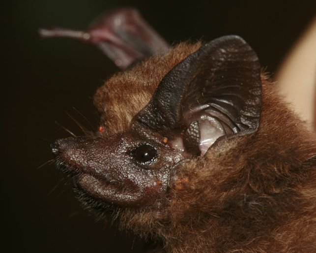 A PY 010 Peropteryxmacrotis