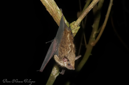 A PY 010 Saccopteryxleptura