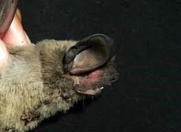 E.chiribayaArequipa