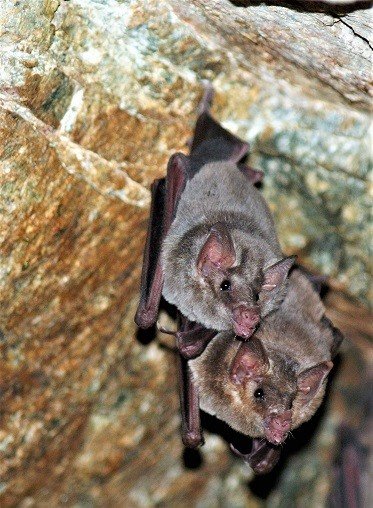 P.genovensiumArequipa